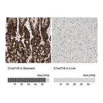Merck Anti-C1orf116 antibody produced in rabbit