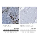 Merck Anti-FDCSP antibody produced in rabbit
