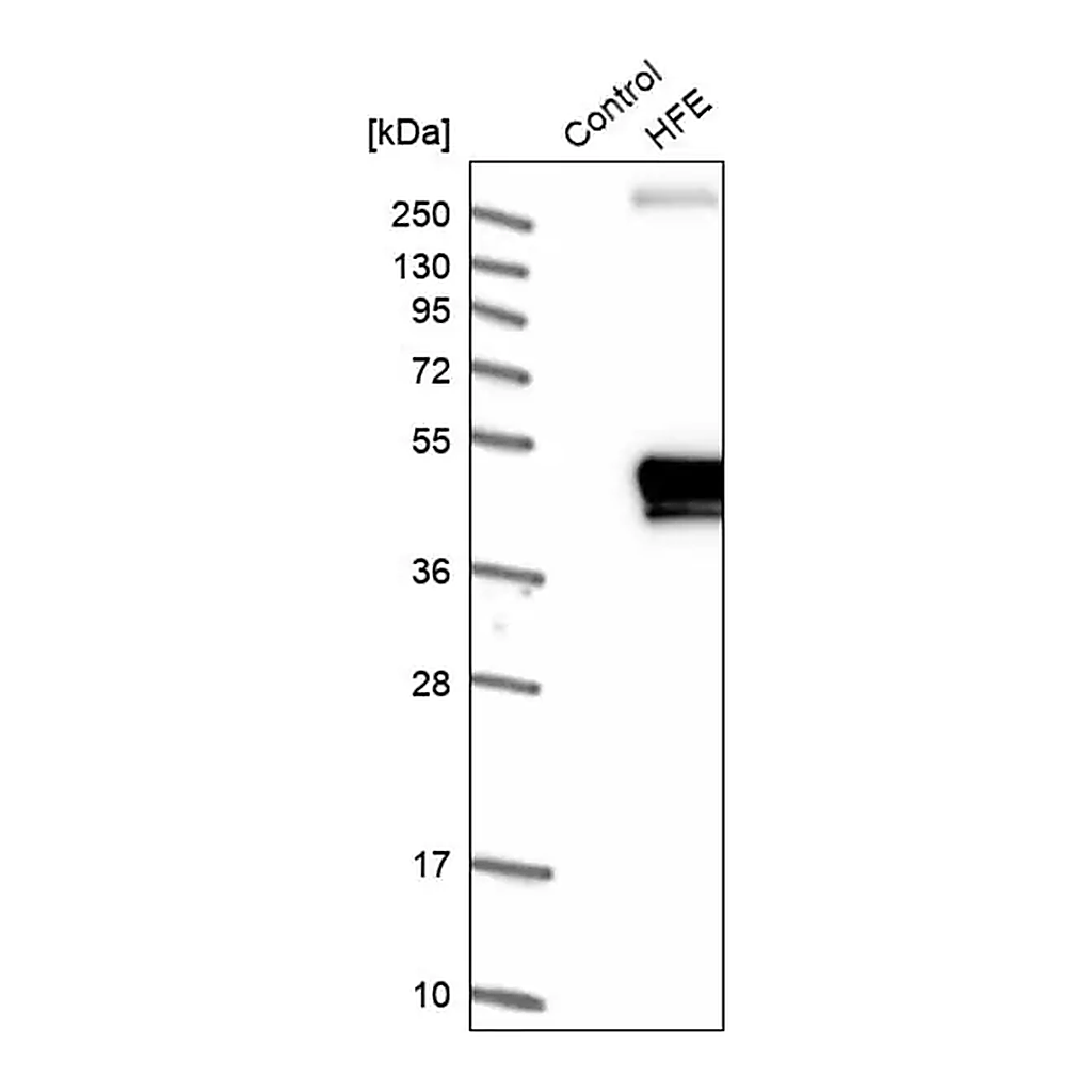 Merck Anti-HFE antibody produced in rabbit