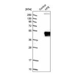 Merck Anti-HFE antibody produced in rabbit