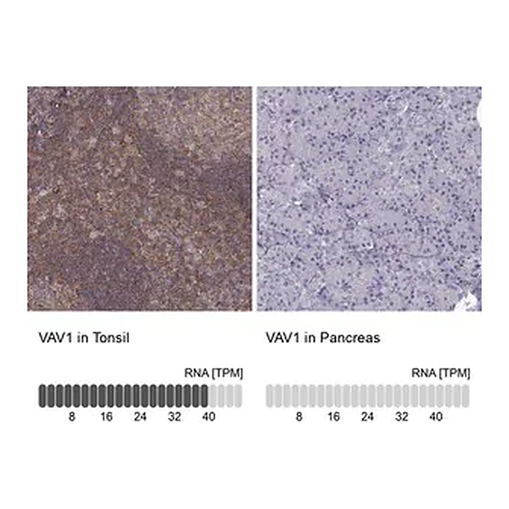 Merck Anti-VAV1 antibody produced in rabbit