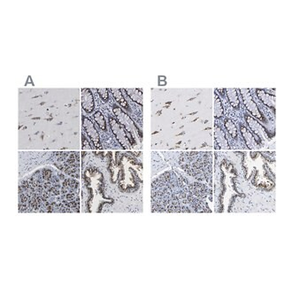 Merck Anti-TMEM87A antibody produced in rabbit