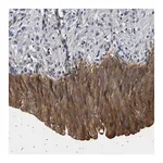 Merck Anti-PLPP6 antibody produced in rabbit