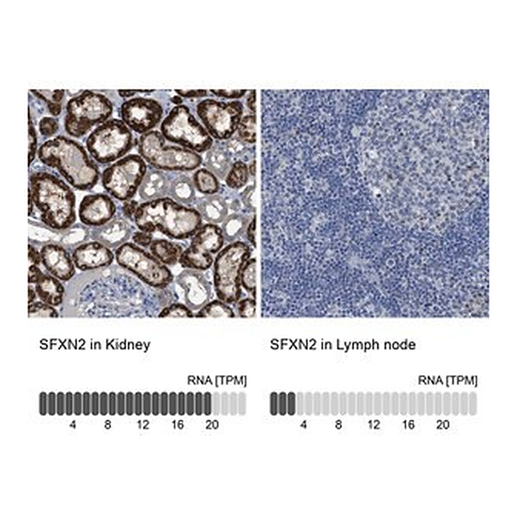 Merck Anti-SFXN2 antibody produced in rabbit