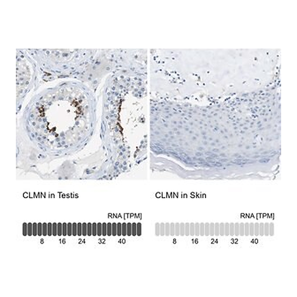 Merck Anti-CLMN antibody produced in rabbit