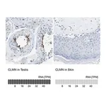 Merck Anti-CLMN antibody produced in rabbit