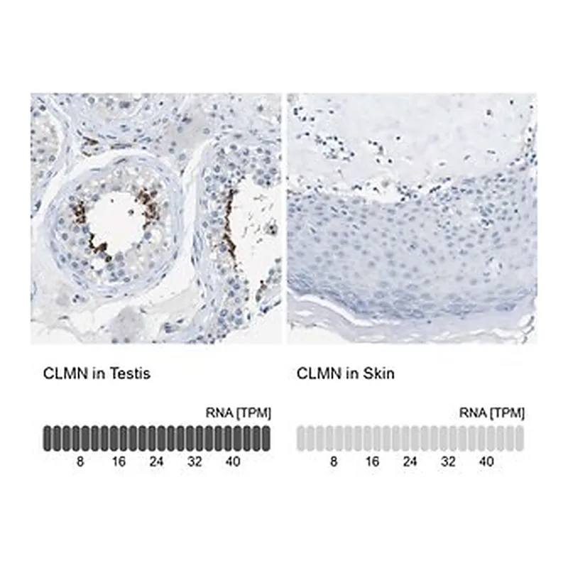 Merck Anti-CLMN antibody produced in rabbit