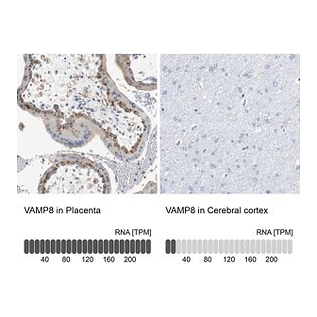 Merck Anti-VAMP8 antibody produced in rabbit