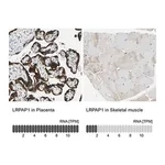 Merck Anti-LRPAP1 antibody produced in rabbit