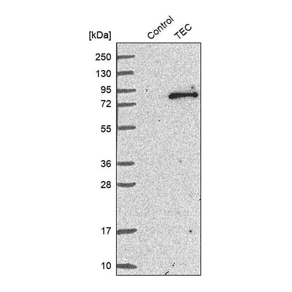Merck Anti-TEC antibody produced in rabbit