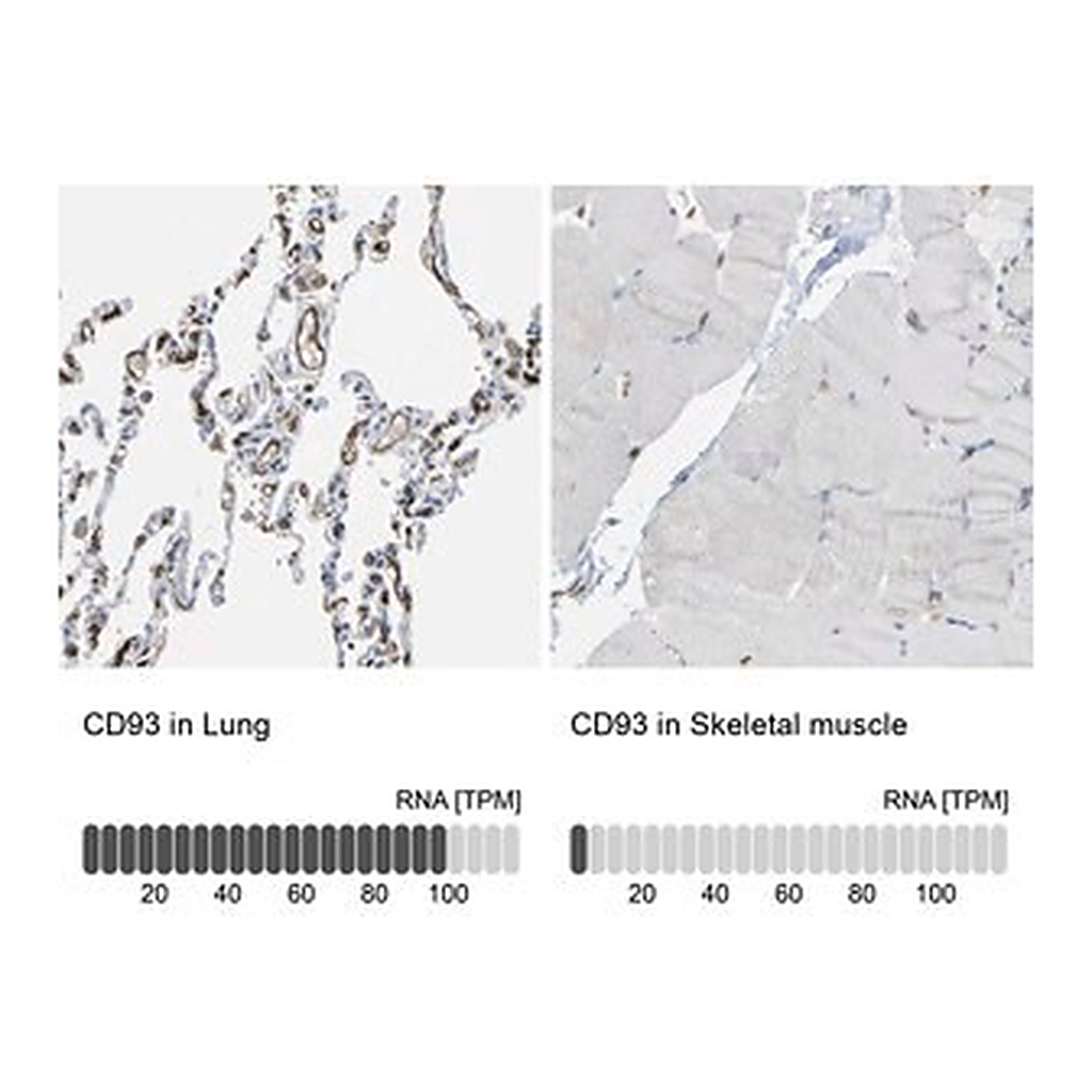 Merck Anti-CD93 antibody produced in rabbit