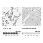 Merck Anti-CD93 antibody produced in rabbit
