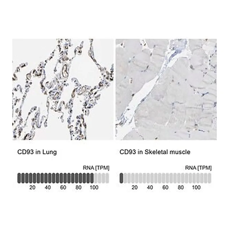 Merck Anti-CD93 antibody produced in rabbit