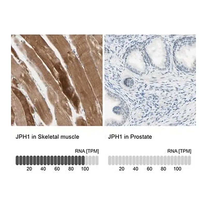 Merck Anti-JPH1 antibody produced in rabbit