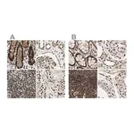 Merck Anti-CHAMP1 antibody produced in rabbit