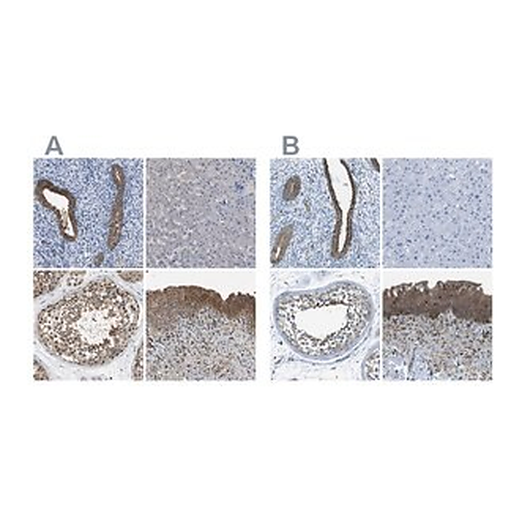 Merck Anti-TES antibody produced in rabbit
