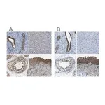 Merck Anti-TES antibody produced in rabbit