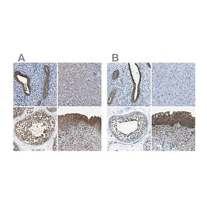 Merck Anti-TES antibody produced in rabbit