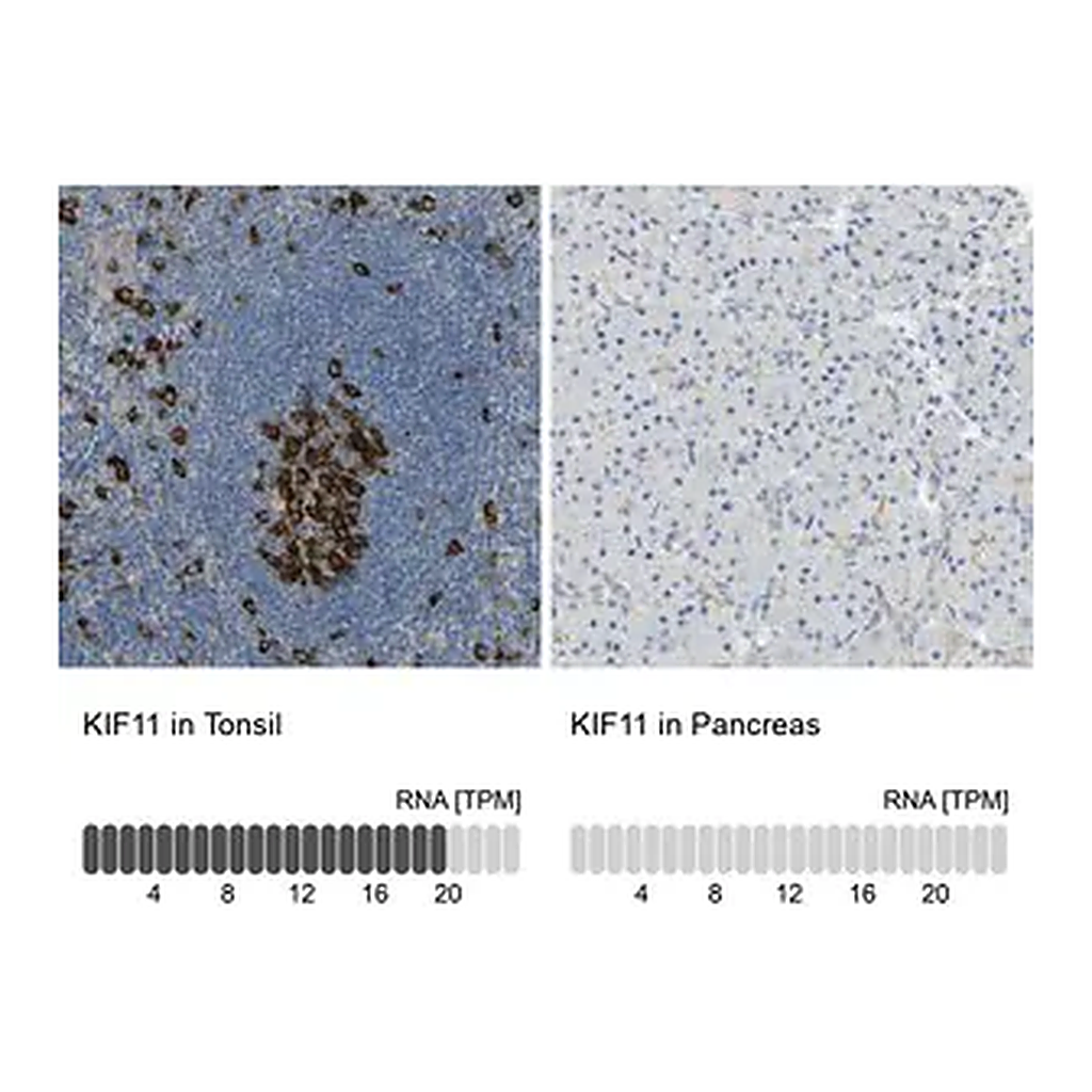 Merck Anti-KIF11 antibody produced in rabbit