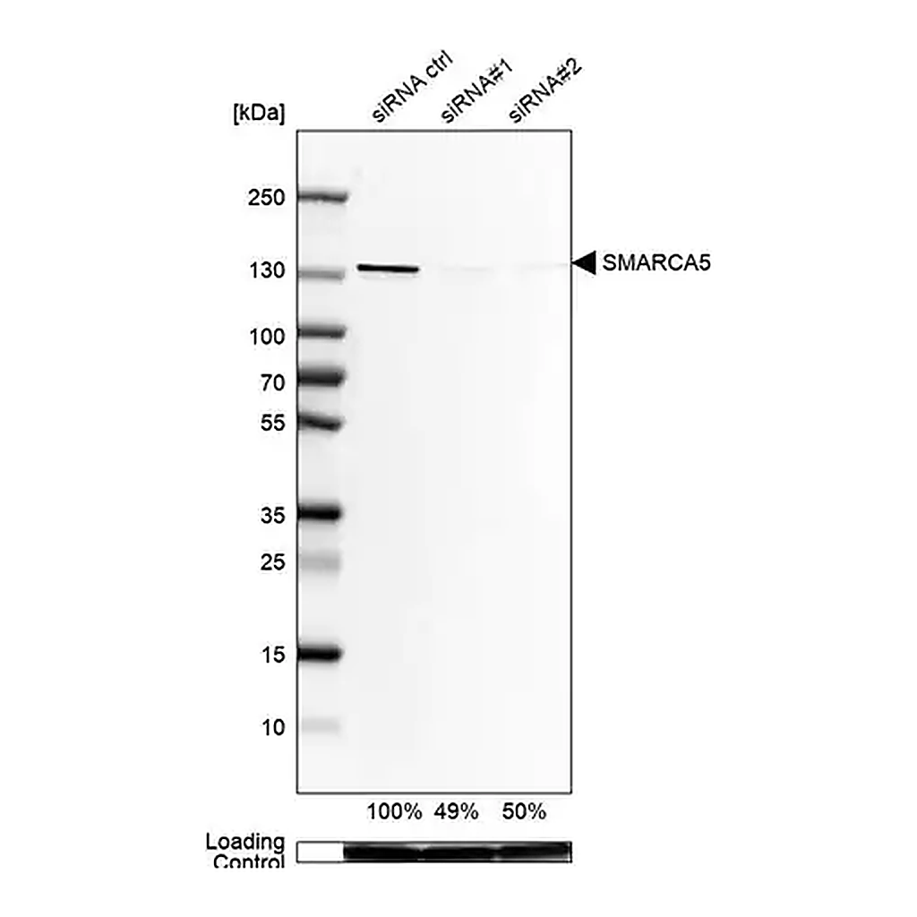 Merck Anti-SMARCA5 antibody produced in rabbit