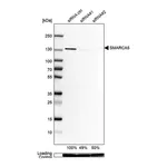 Merck Anti-SMARCA5 antibody produced in rabbit