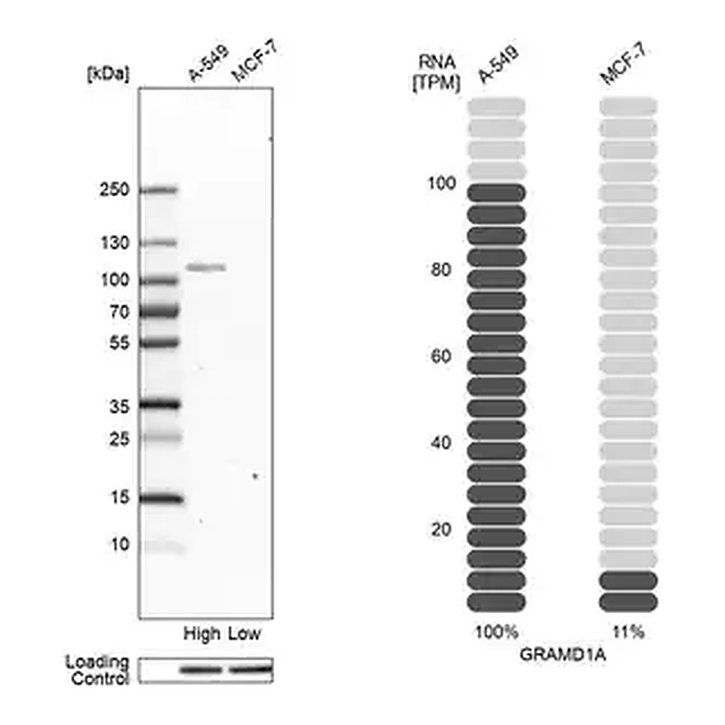 Merck Anti-GRAMD1A antibody produced in rabbit