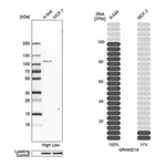 Merck Anti-GRAMD1A antibody produced in rabbit