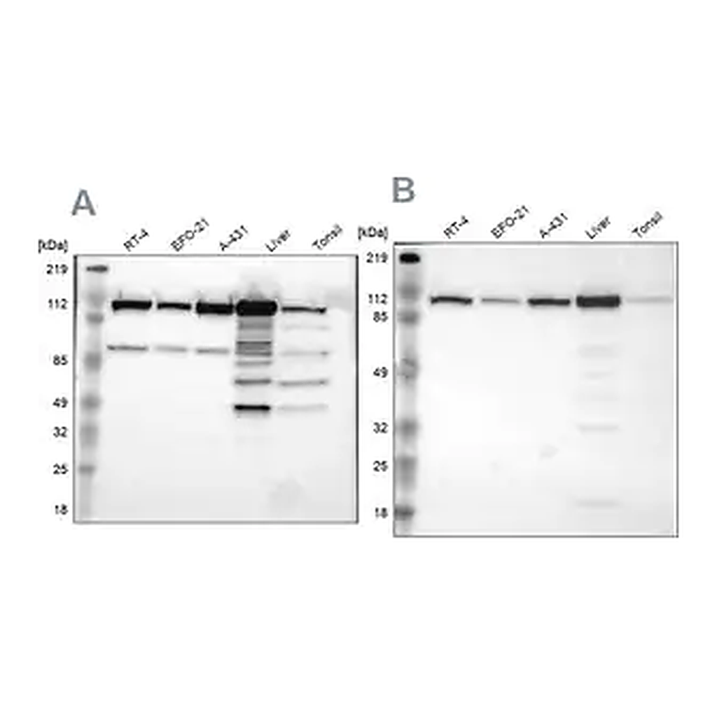 Merck Anti-MTHFD1 antibody produced in rabbit