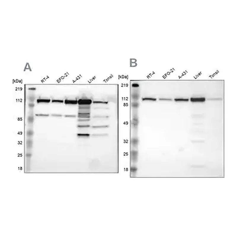 Merck Anti-MTHFD1 antibody produced in rabbit