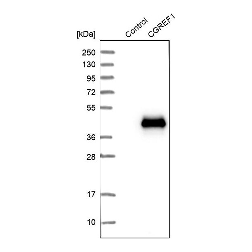 Merck Anti-CGREF1 antibody produced in rabbit