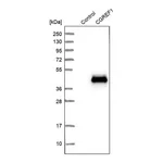 Merck Anti-CGREF1 antibody produced in rabbit