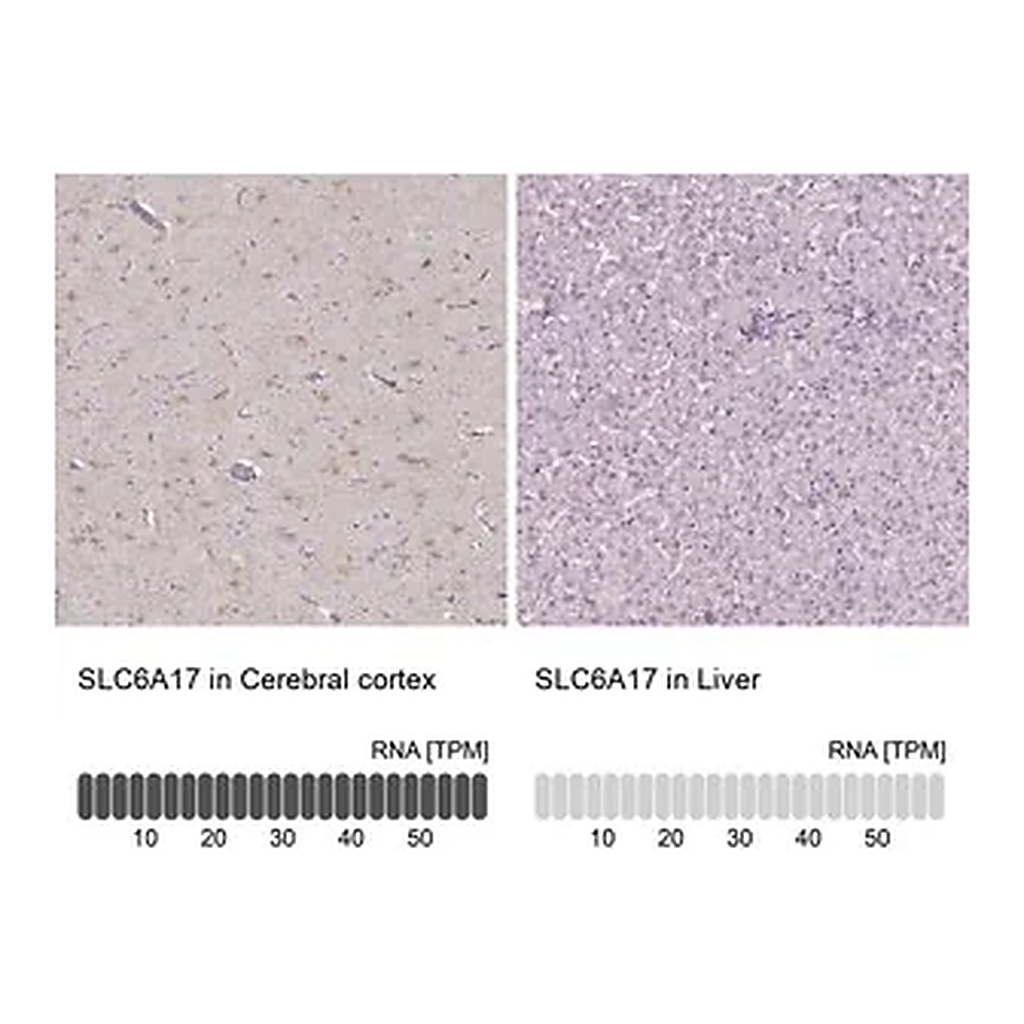 Merck Anti-SLC6A17 antibody produced in rabbit