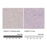 Merck Anti-SLC6A17 antibody produced in rabbit