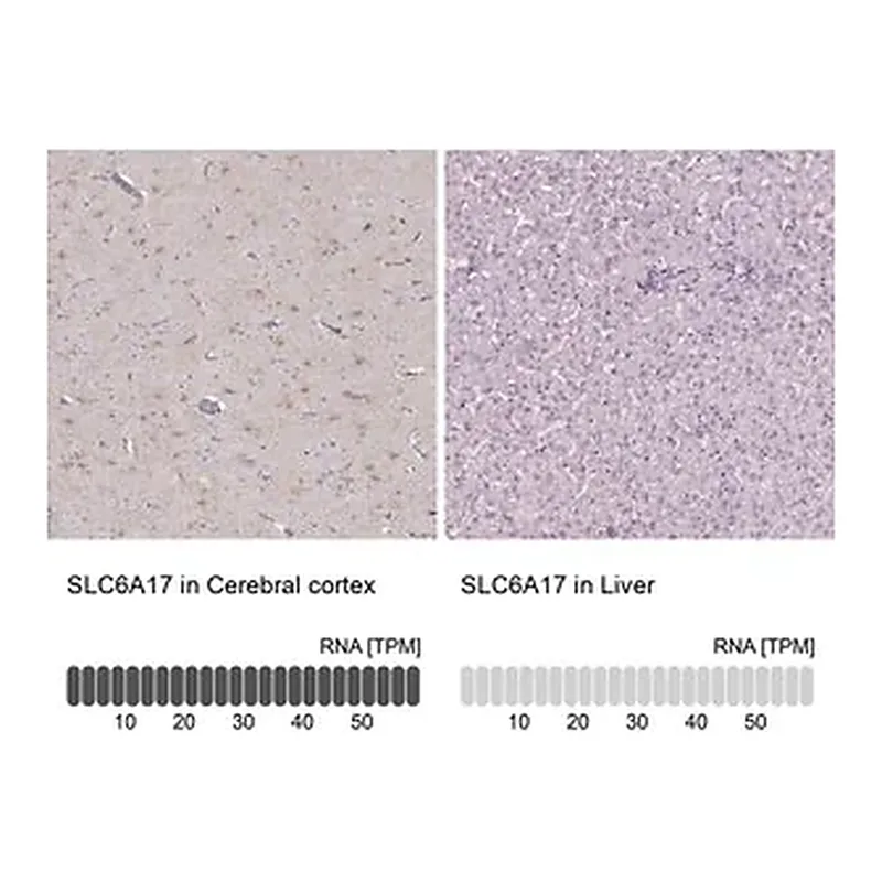 Merck Anti-SLC6A17 antibody produced in rabbit