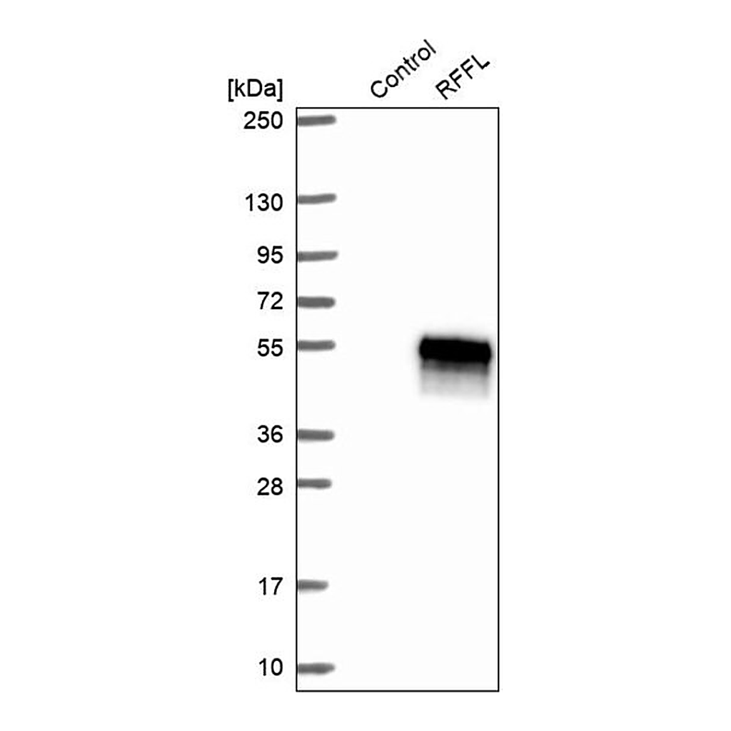 Merck Anti-RFFL antibody produced in rabbit