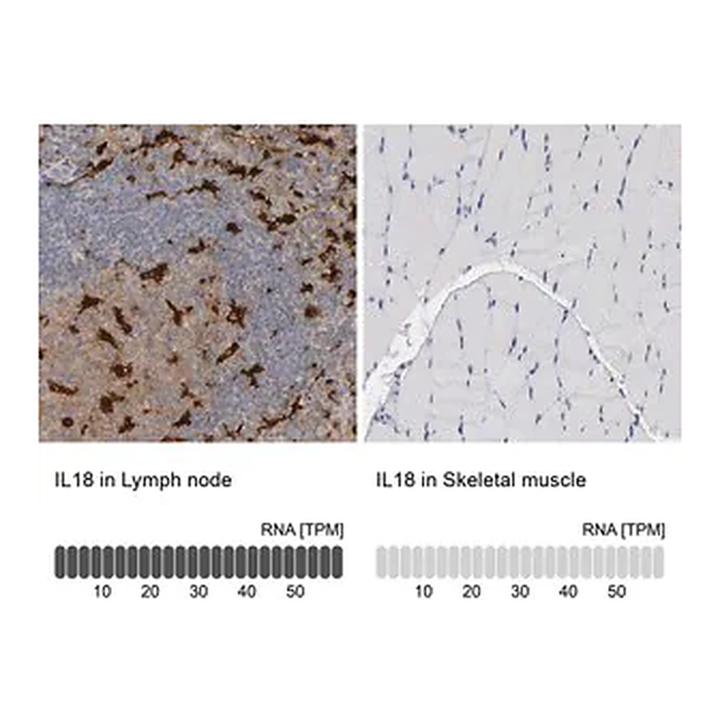 Merck Anti-IL18 antibody produced in rabbit