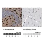 Merck Anti-IL18 antibody produced in rabbit