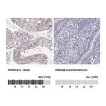 Merck Anti-RBM44 antibody produced in rabbit