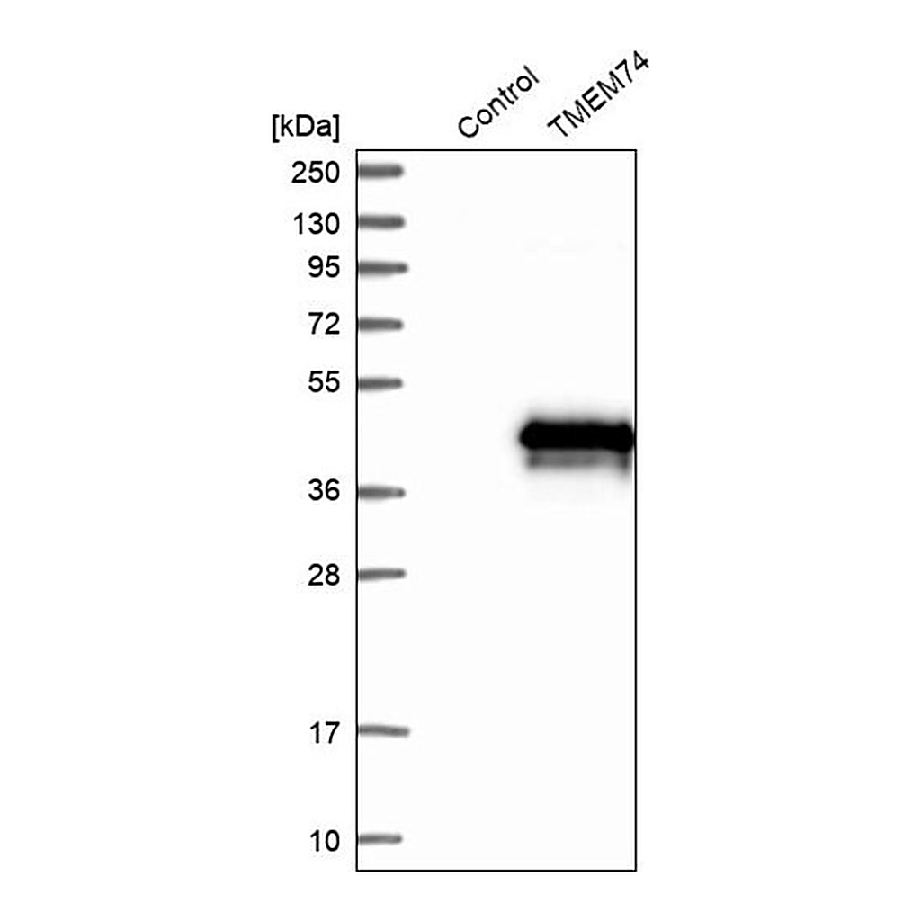 Merck Anti-TMEM74 antibody produced in rabbit