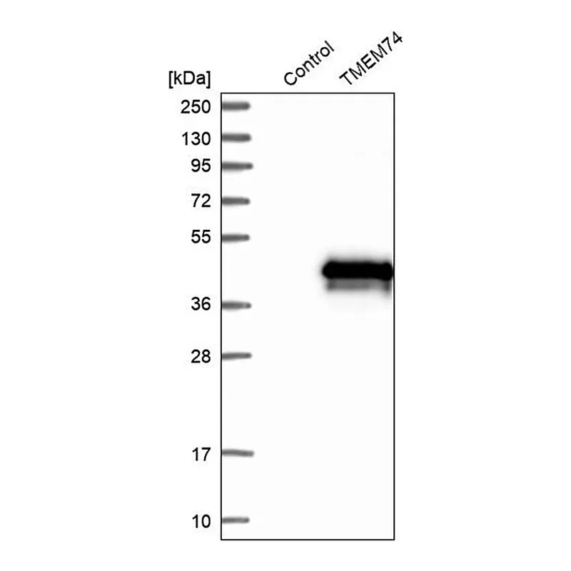 Merck Anti-TMEM74 antibody produced in rabbit