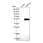 Merck Anti-TMEM143 antibody produced in rabbit