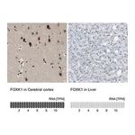 Merck Anti-FOXK1 antibody produced in rabbit