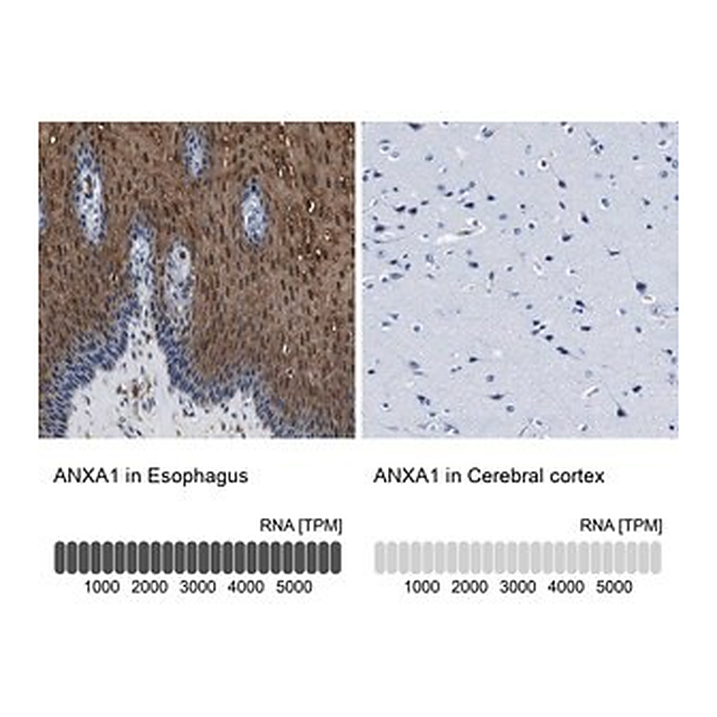 Merck Anti-ANXA1 antibody produced in rabbit