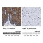 Merck Anti-ANXA1 antibody produced in rabbit