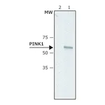 Merck Anti-PINK1 (N-terminal) antibody produced in rabbit