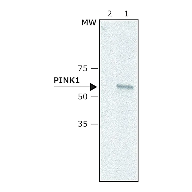 Merck Anti-PINK1 (N-terminal) antibody produced in rabbit