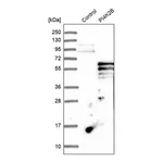 Merck Anti-PI4K2B antibody produced in rabbit