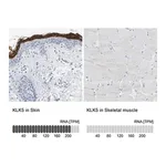 Merck Anti-KLK5 antibody produced in rabbit