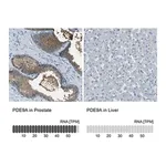 Merck Anti-PDE9A antibody produced in rabbit