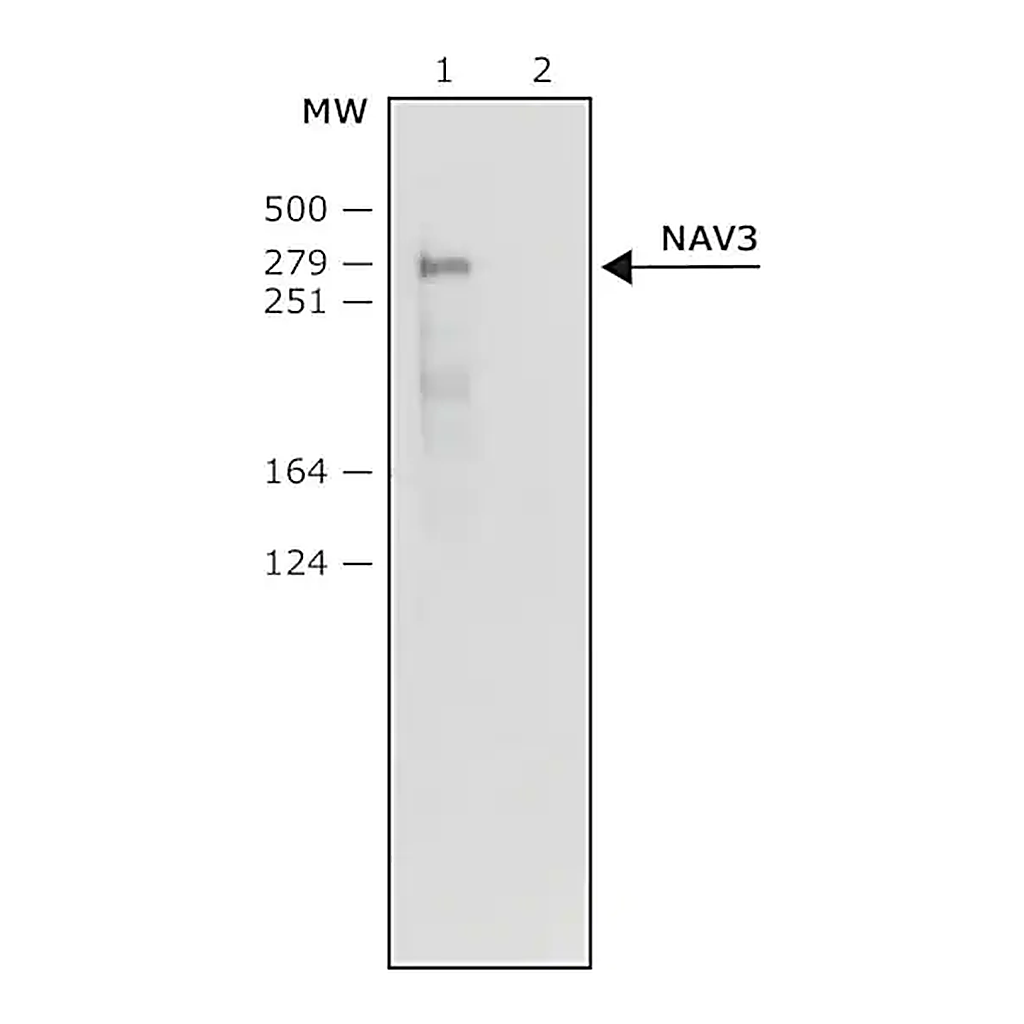 Merck Anti-NAV3 (N-terminal) antibody produced in rabbit